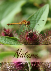 Nature Photo Gallery